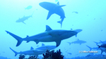 Underwater portfolio