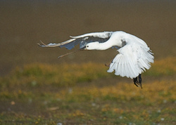 Spoonbill portfolio