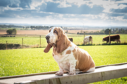 Bo and Ludo portfolio