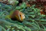 Underwater World portfolio