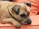 Tiggles, Oct_'12