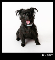 Buddy portfolio