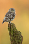 Little Owl portfolio
