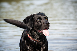 Skittle the Black Labrador portfolio