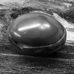 Polished Whitby Ammonite Nodules portfolio