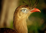 Paraguay portfolio