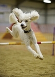 LINK TO - WyreAgilityTraining, 7thJune10