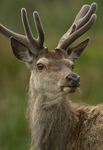 THE DEER GALLERY. Extensive collection for Red and Fallow Deer portfolio