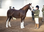 LINKS TO - Equestrian Events Oct'12 portfolio