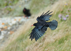 Chough portfolio