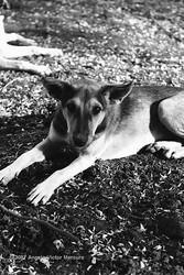 Feral Dogs portfolio