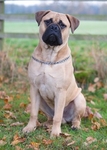 LINK_TO - MelorDogClub Sat23rdNov'13