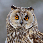 British & European Birds portfolio