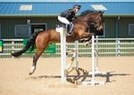 LINK_TO Northcote 5thMay'18 Unaff.Jumping portfolio
