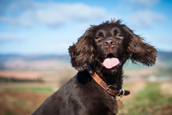 Mollie the Spaniel at Fordoun. portfolio