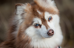 Fen and Nuka, Mini Huskies at Forvie portfolio