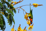 Australian Birds portfolio