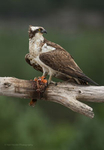 Osprey portfolio