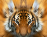 Wildlife and Animals: Art portfolio