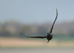 Jackdaw portfolio