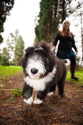 Swale the Bearded Collie Puppy portfolio