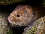 Mammals portfolio