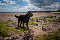 Molly the Labradoodle portfolio
