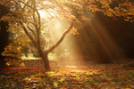 Click to view our Westonbirt workshop