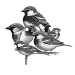 Birds and Mammals portfolio