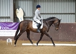 LINK_TO NorthcoteDressage 15thAugust'15 portfolio
