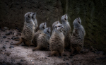 Wildlife & Pets portfolio
