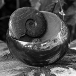 Polished Pyrite Cannon Balls portfolio