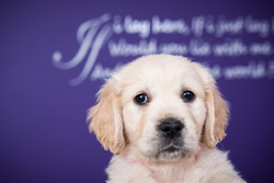Sapphire's pups portfolio
