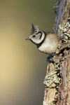 Crested Tit portfolio