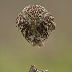 Little Owls portfolio