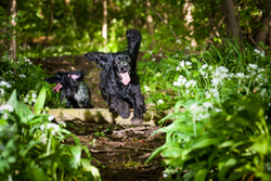 Murphy and Flick, Working Cockers portfolio