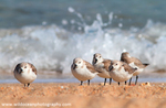 Birds portfolio
