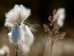 Grasses, Sedges, etc portfolio