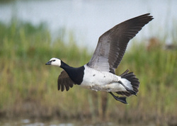 Barnacle Goose portfolio