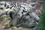 Wildlife portfolio