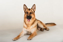 Zeus the German Shepherd Dog. portfolio