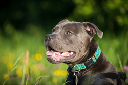 Heston the Serious Blue Staffy portfolio