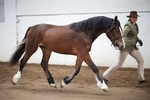 LINKS TO - Equestrian Events March'12 portfolio