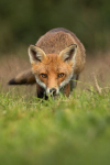 Red Fox portfolio