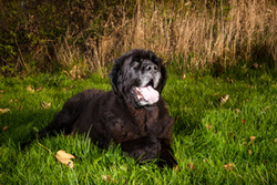 Molly! portfolio