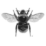 Bees portfolio