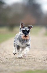 Dogs portfolio