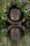 Water Vole portfolio