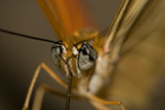 Macro World portfolio