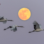 Japan_2018 portfolio